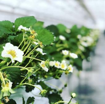 本日よりいちご狩りの予約を開始させて頂きます！　